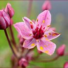 die Schwanenblume (Butomus umbellatus)