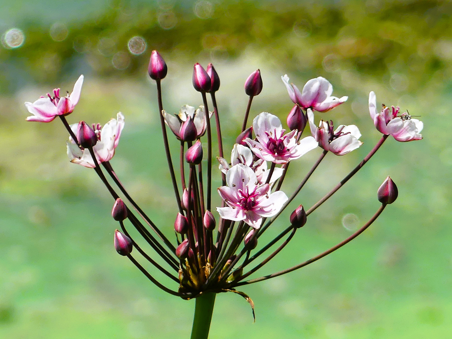 Die Schwanenblume wächst am Schiedersee