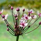 Die Schwanenblume wächst am Schiedersee