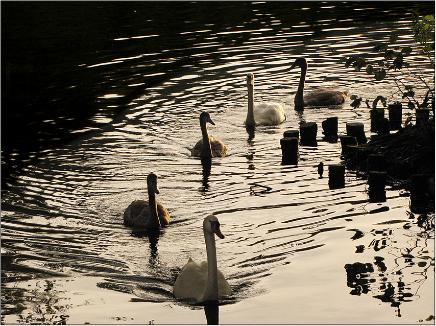 Die Schwanenfamilie ...