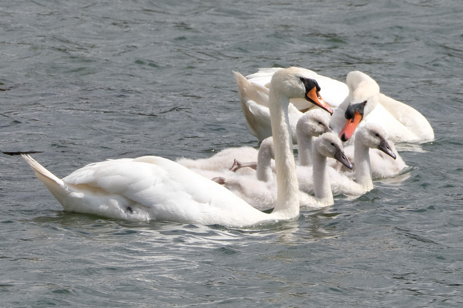 Die Schwanenfamilie.