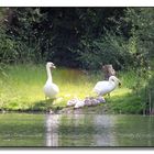 Die Schwanenfamilie auf Landgang. (1)