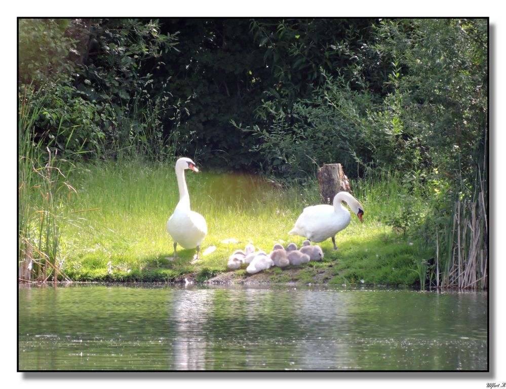 Die Schwanenfamilie auf Landgang. (1)