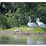 Die Schwanenfamilie auf Landgang.