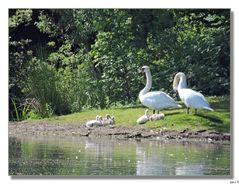 Die Schwanenfamilie auf Landgang.