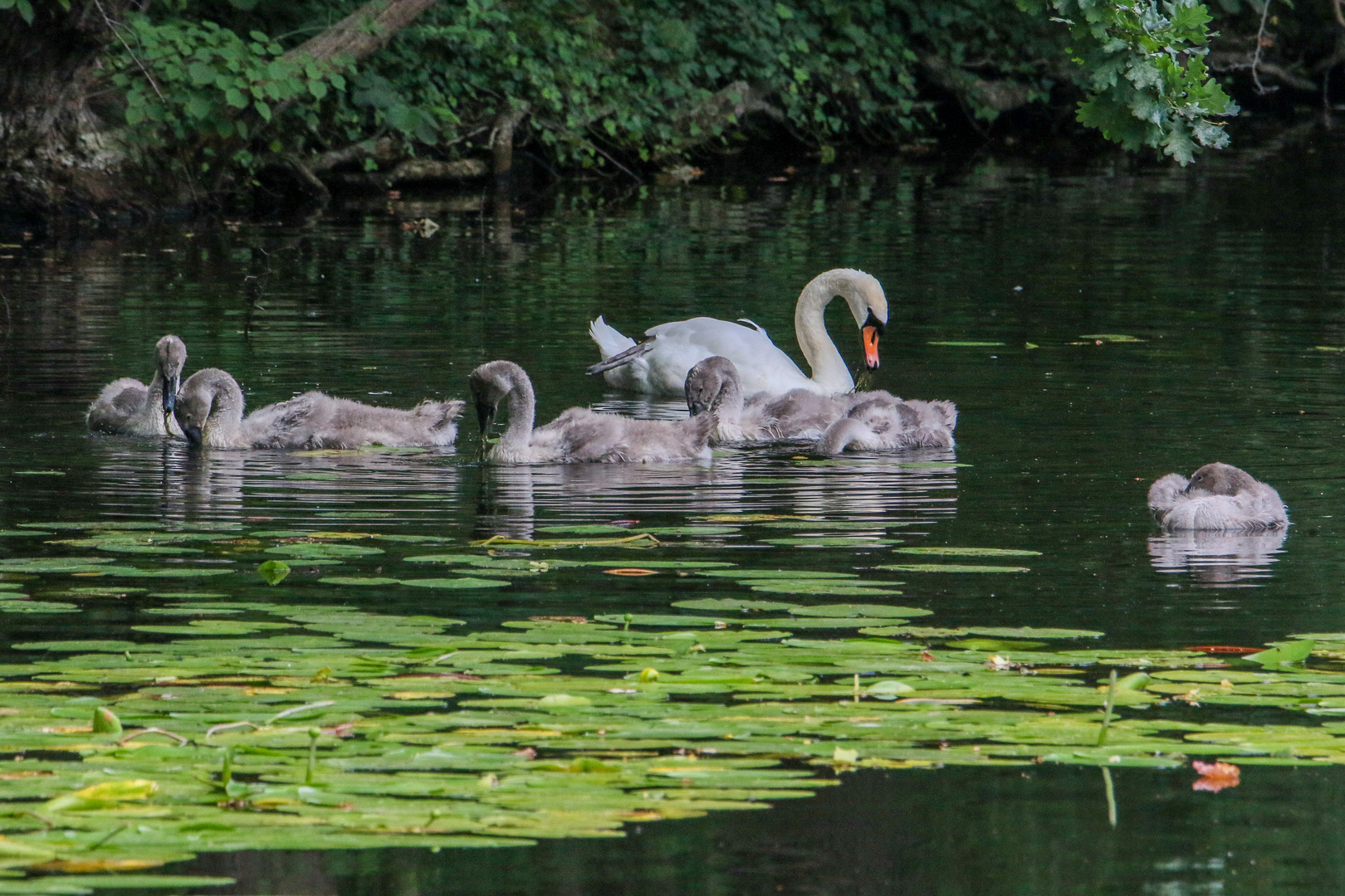 Die Schwanenfamilie beim Picknick