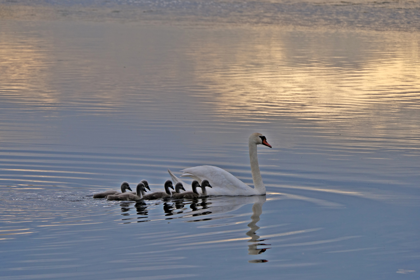 Die Schwanenfamilie