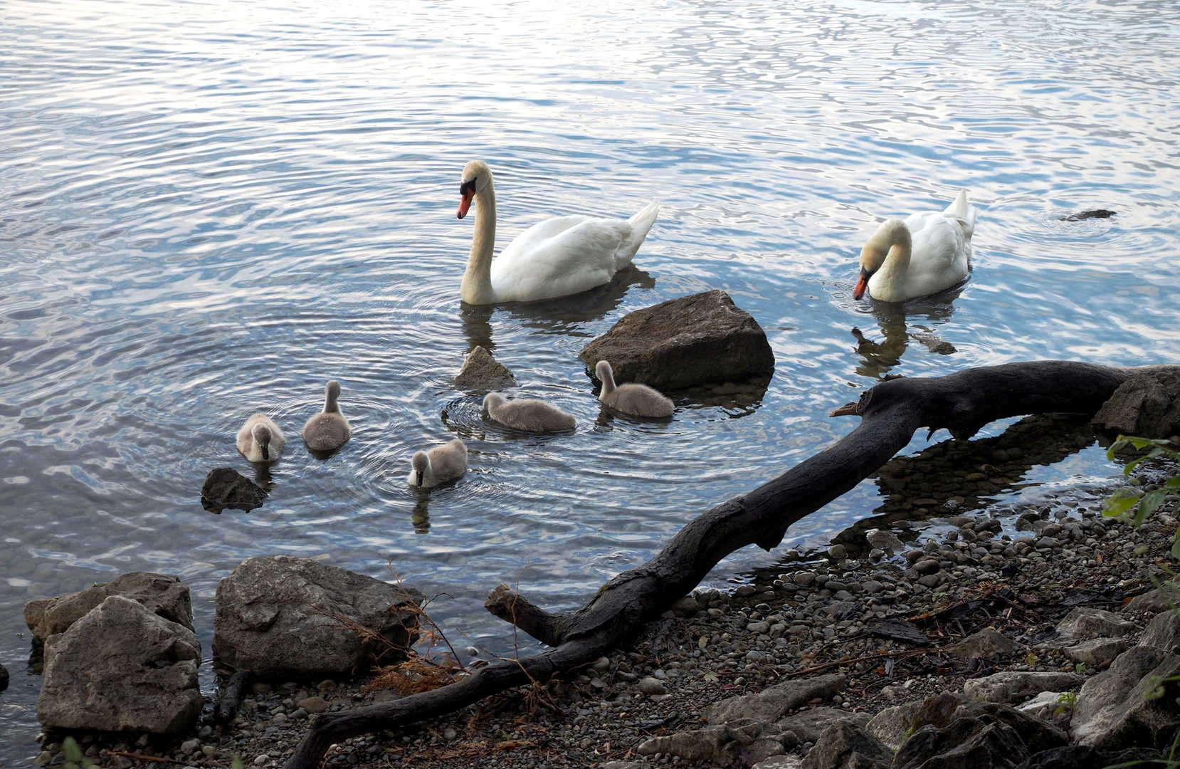 Die Schwanenfamilie