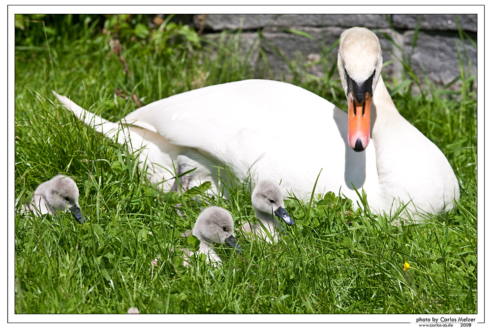 Die Schwanenfamilie