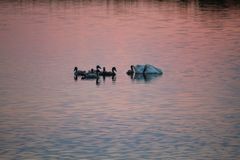 die Schwanenfamilie im Abendrot