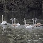 Die Schwanenfamilie ist noch immer komplett .