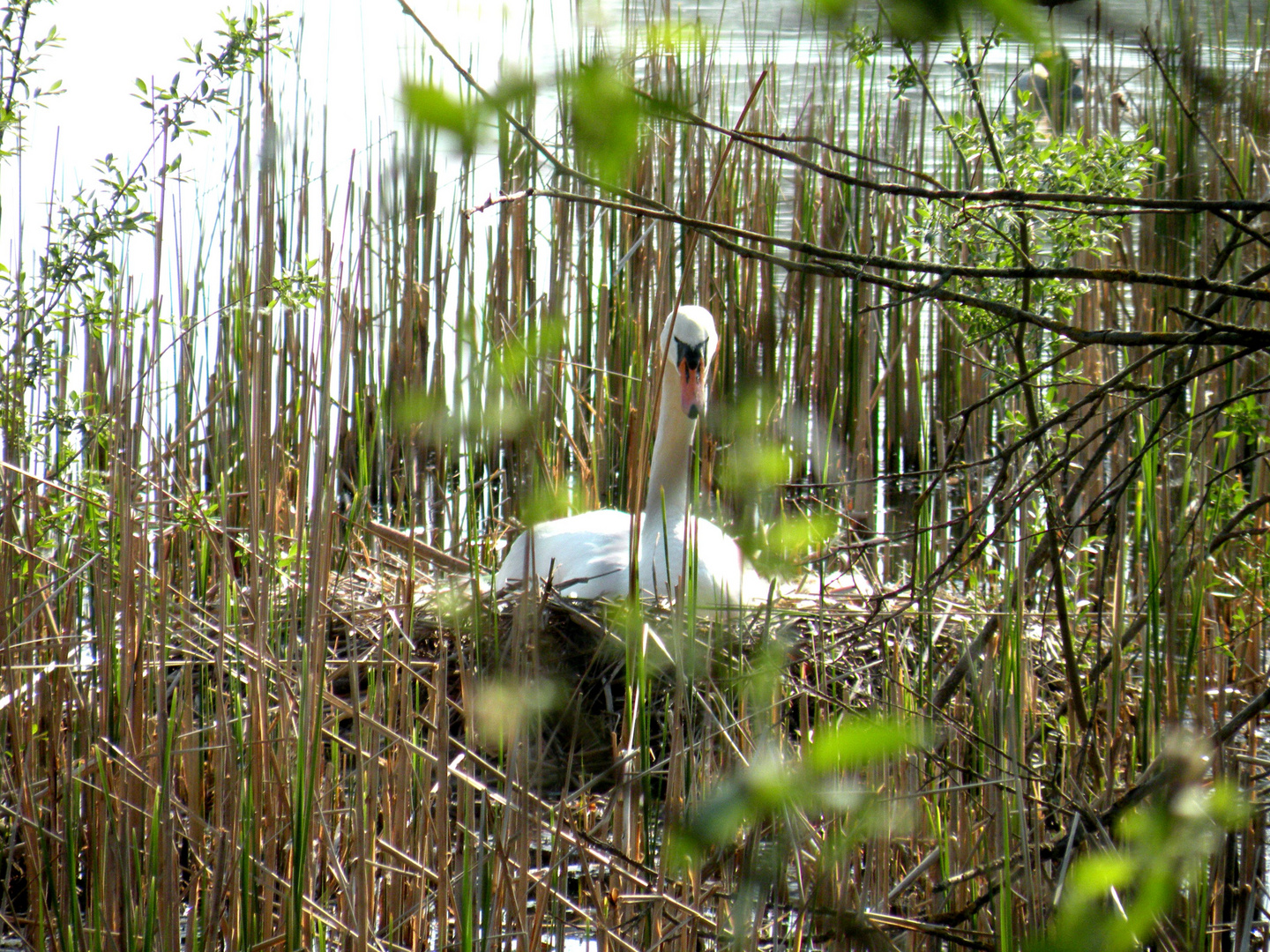 Die Schwanenfrau sitzt schon wieder auf dem Nest.