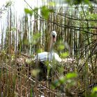 Die Schwanenfrau sitzt schon wieder auf dem Nest.