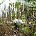 Die Schwanenfrau sitzt schon wieder auf dem Nest.