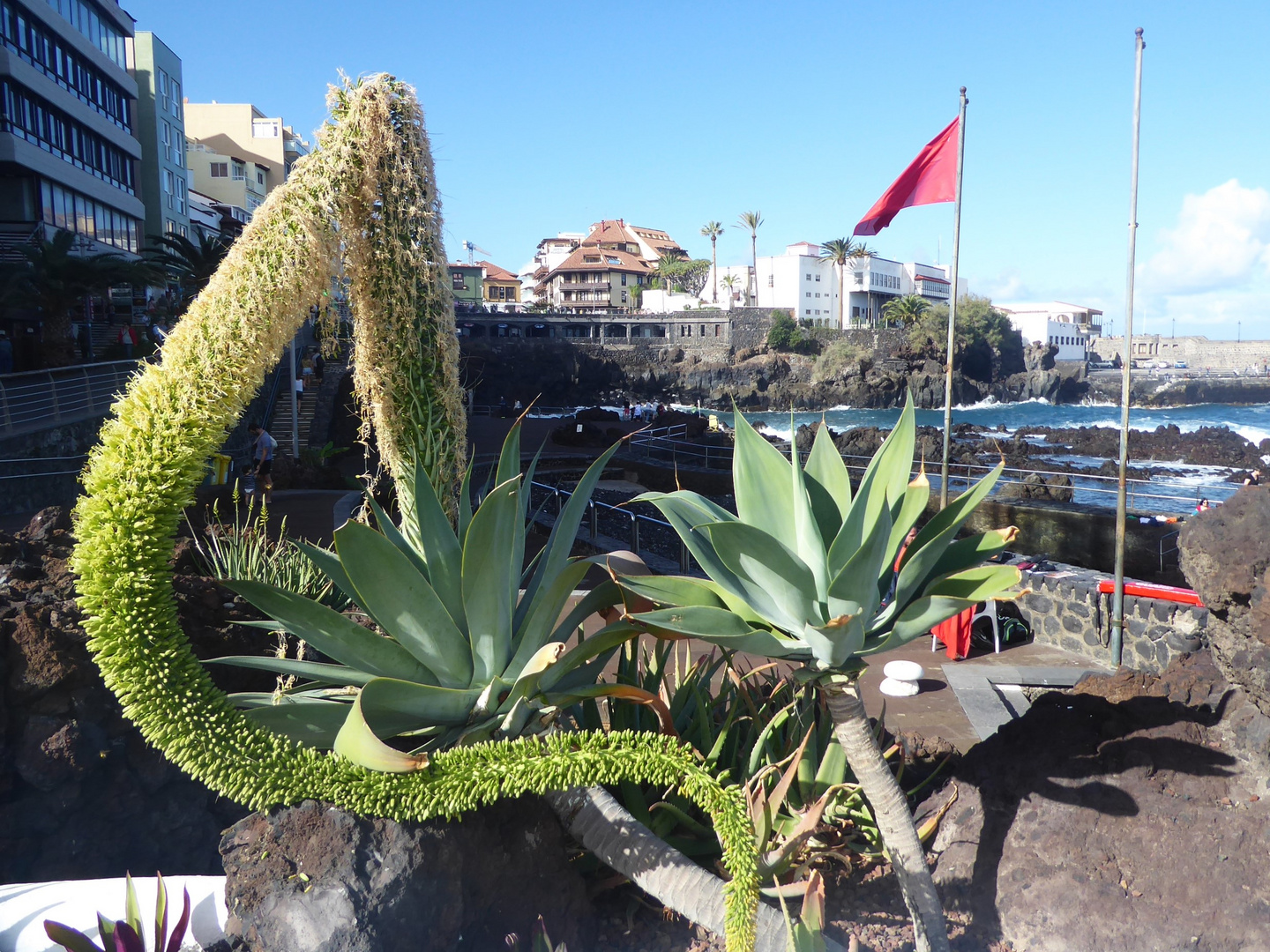 Die Schwanenhals-Agave...