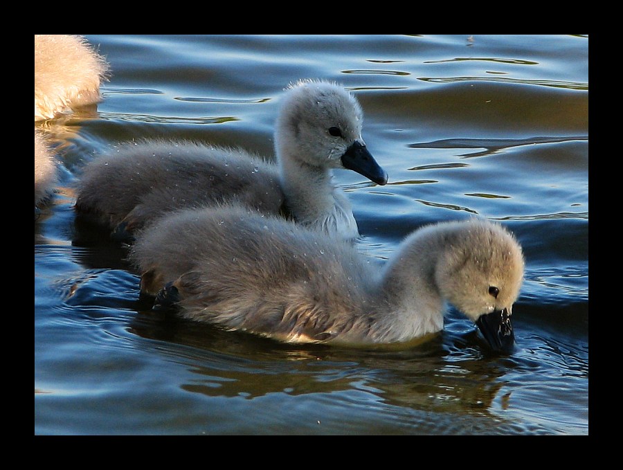 `````` Die Schwanenkinder ````````