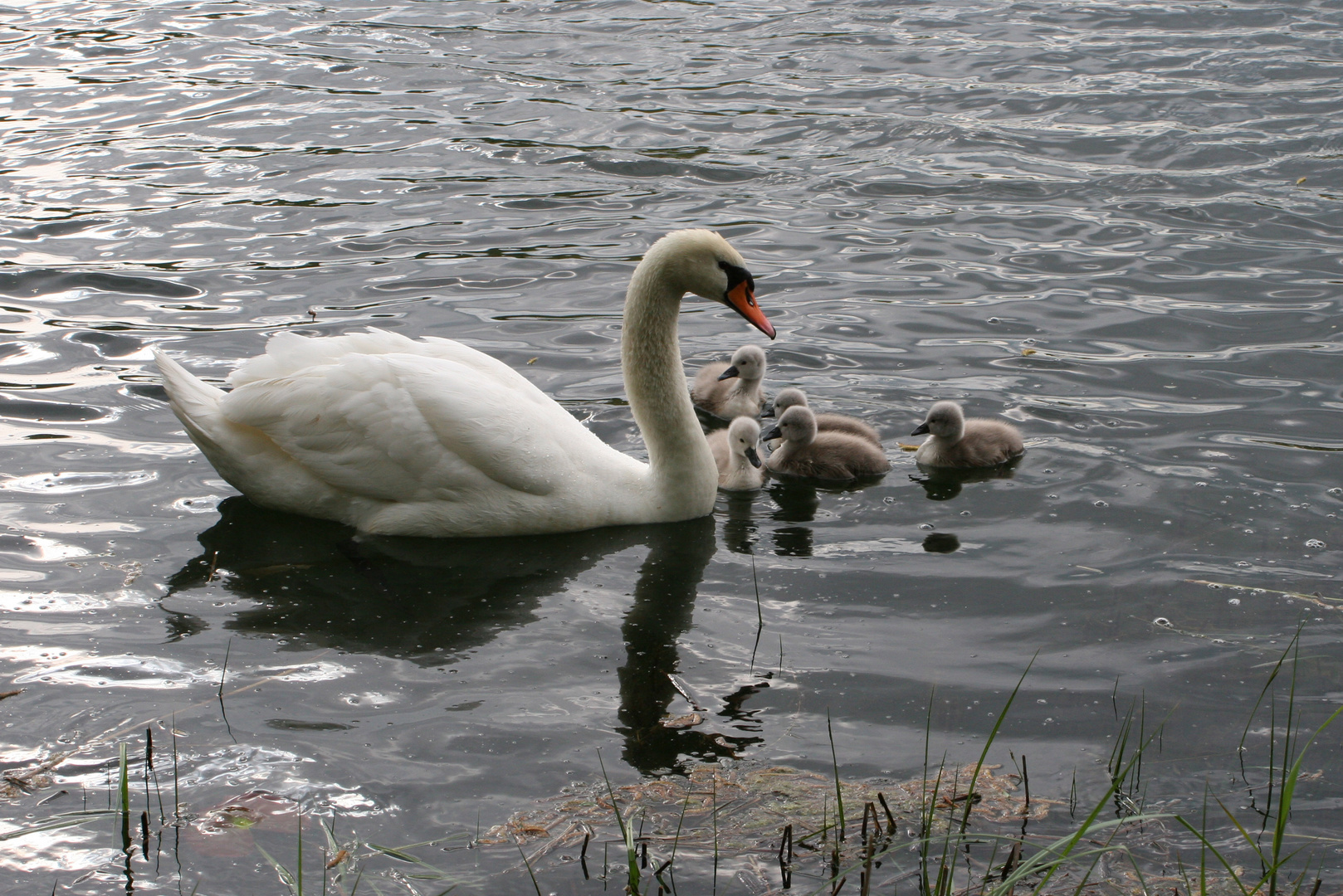 Die Schwanenkinder sind da