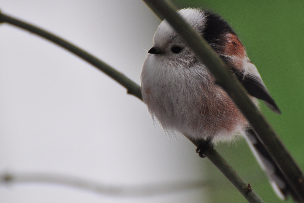 Die Schwanzmeise..... Foto & Bild | tiere, wildlife, wild lebende vögel ...