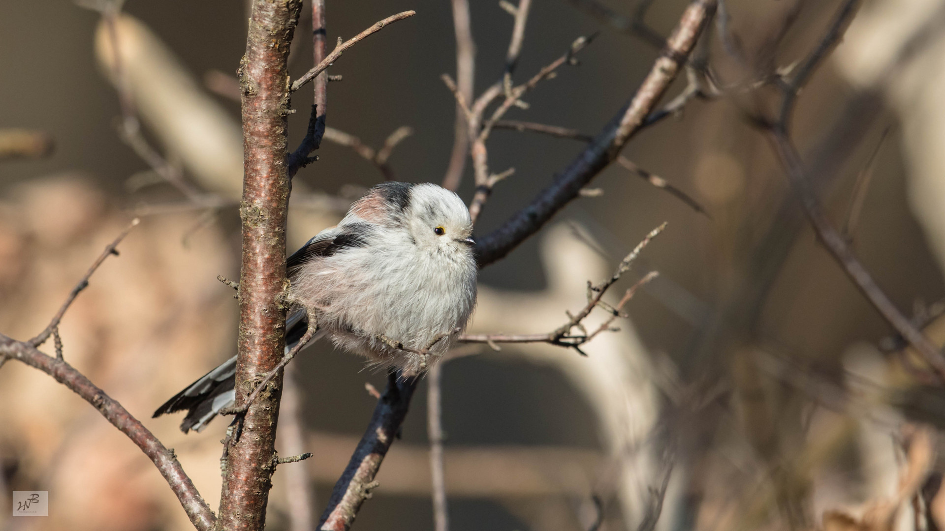 Die Schwanzmeise (Aegithalos caudatus)