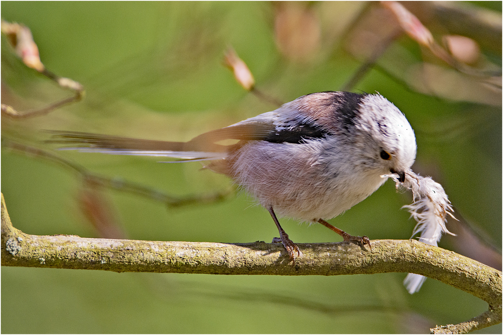 Die Schwanzmeise (Aegithalos caudatus) hatte . . .