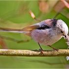 Die Schwanzmeise (Aegithalos caudatus) hatte . . .