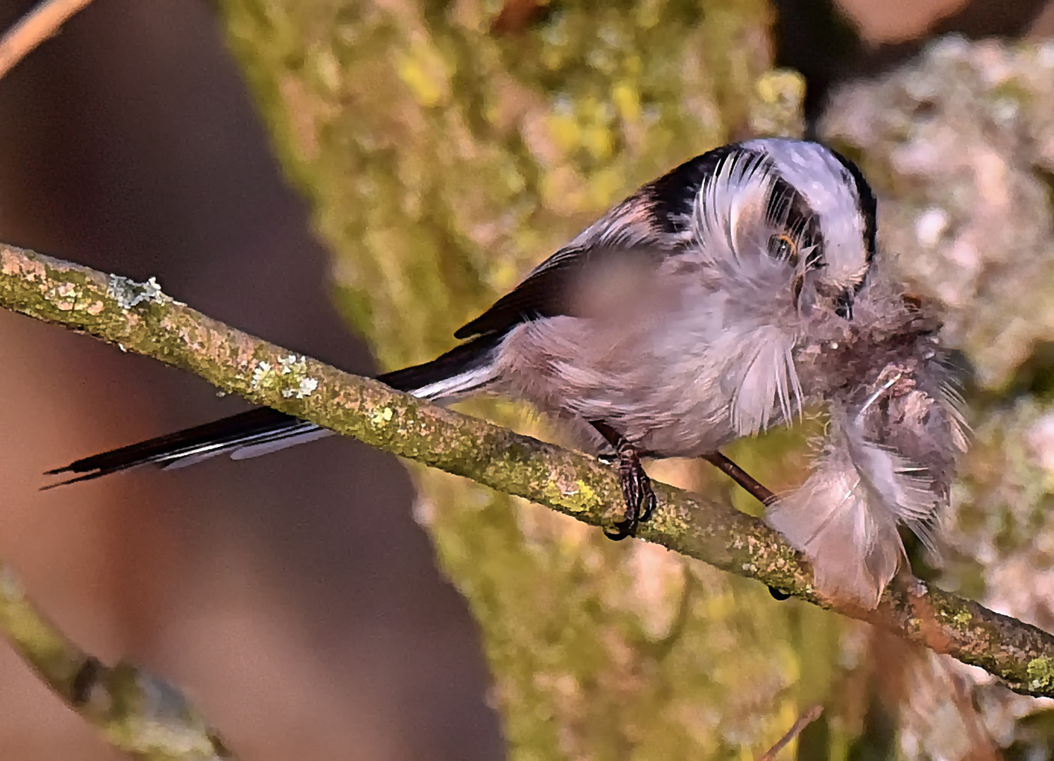 Die Schwanzmeise beim Nestbau