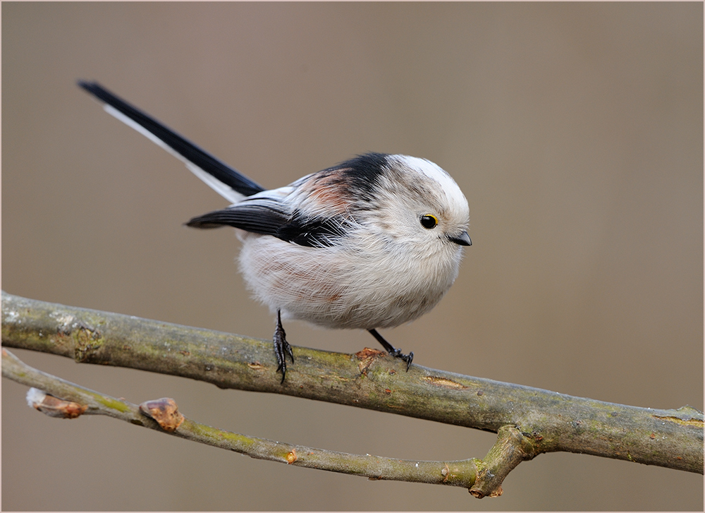 schwanzmeisen bilder schwanzmeisen bilder