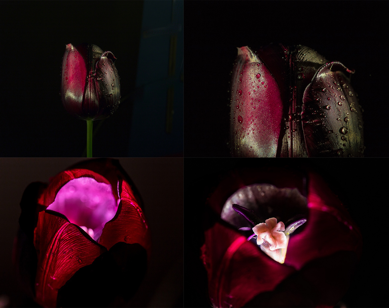 Die schware Tulpe