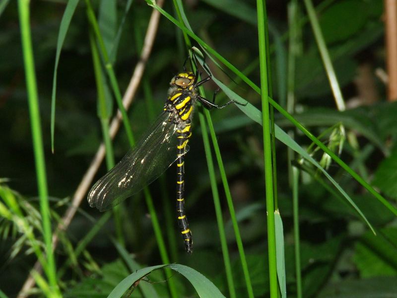 Die schwartz gelbe Libelle