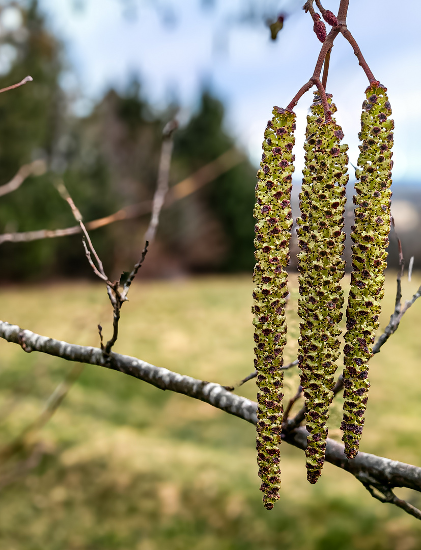 Die Schwarz-Erle gehört zur Familie der Birkengewächse (Betulaceae). 