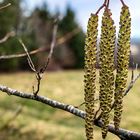 Die Schwarz-Erle gehört zur Familie der Birkengewächse (Betulaceae). 