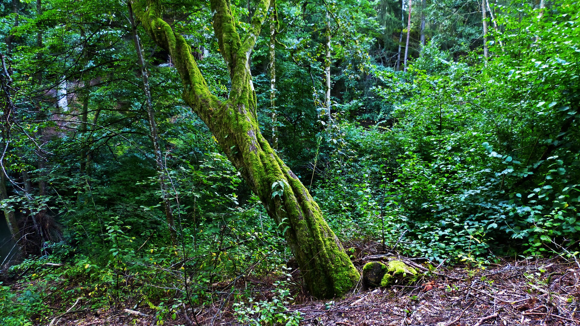 Die Schwarzachschlucht 9