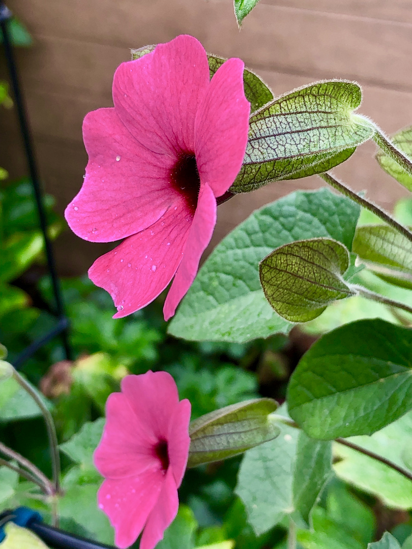 Die "Schwarzäugige Susanne" mal in pink