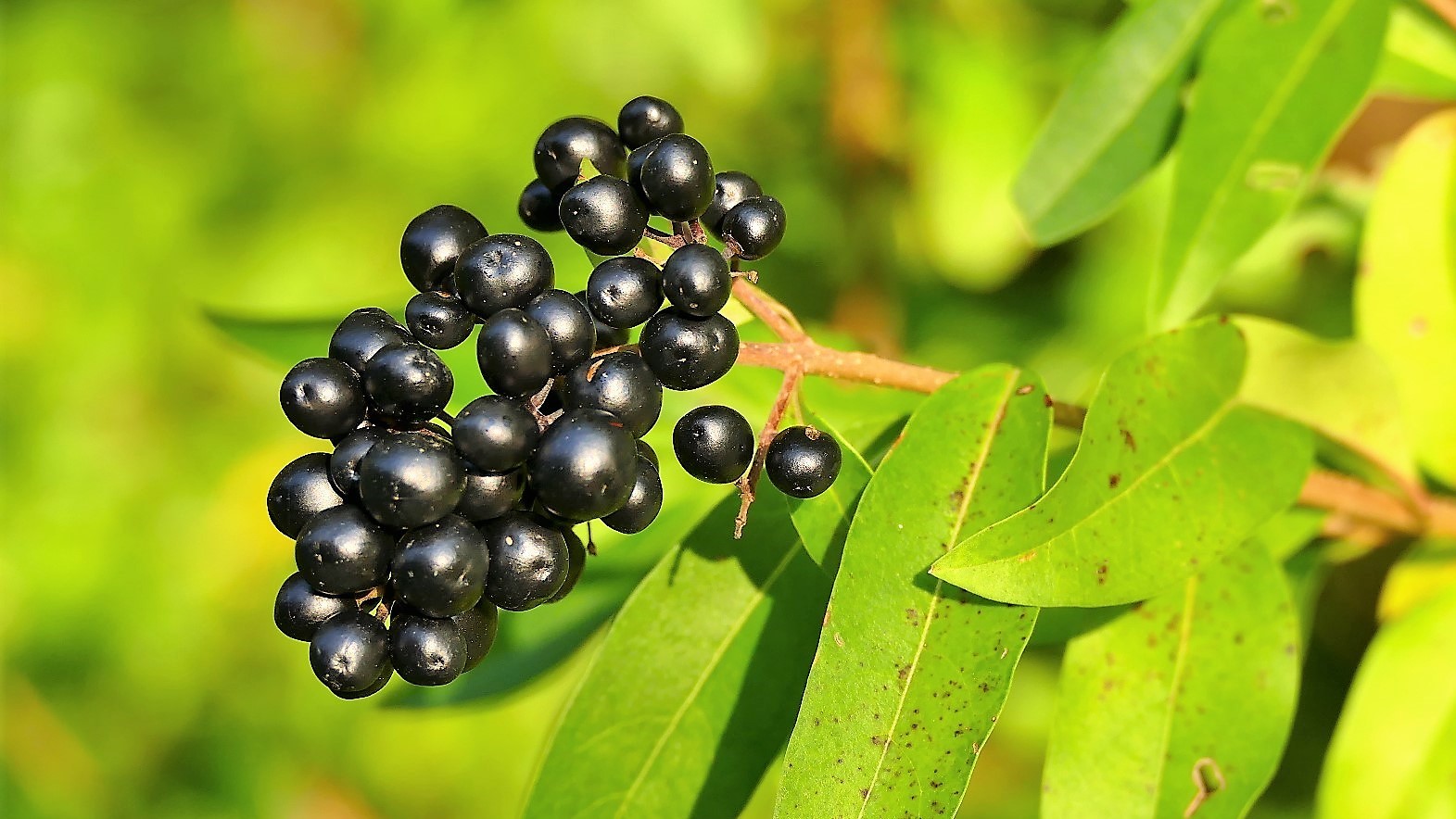 Die schwarze Apfelbeere ?