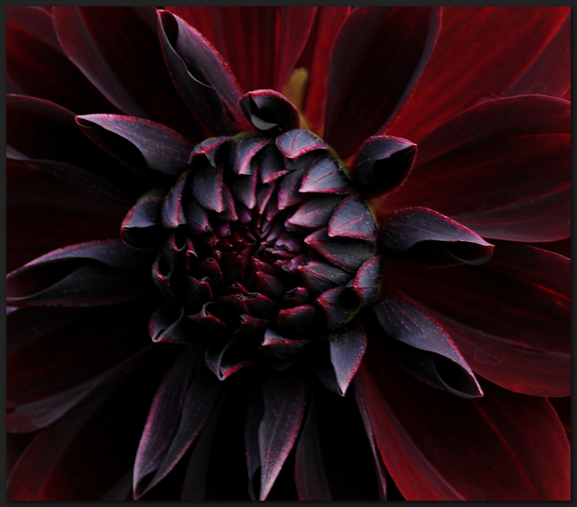 Die schwarze Dahlie