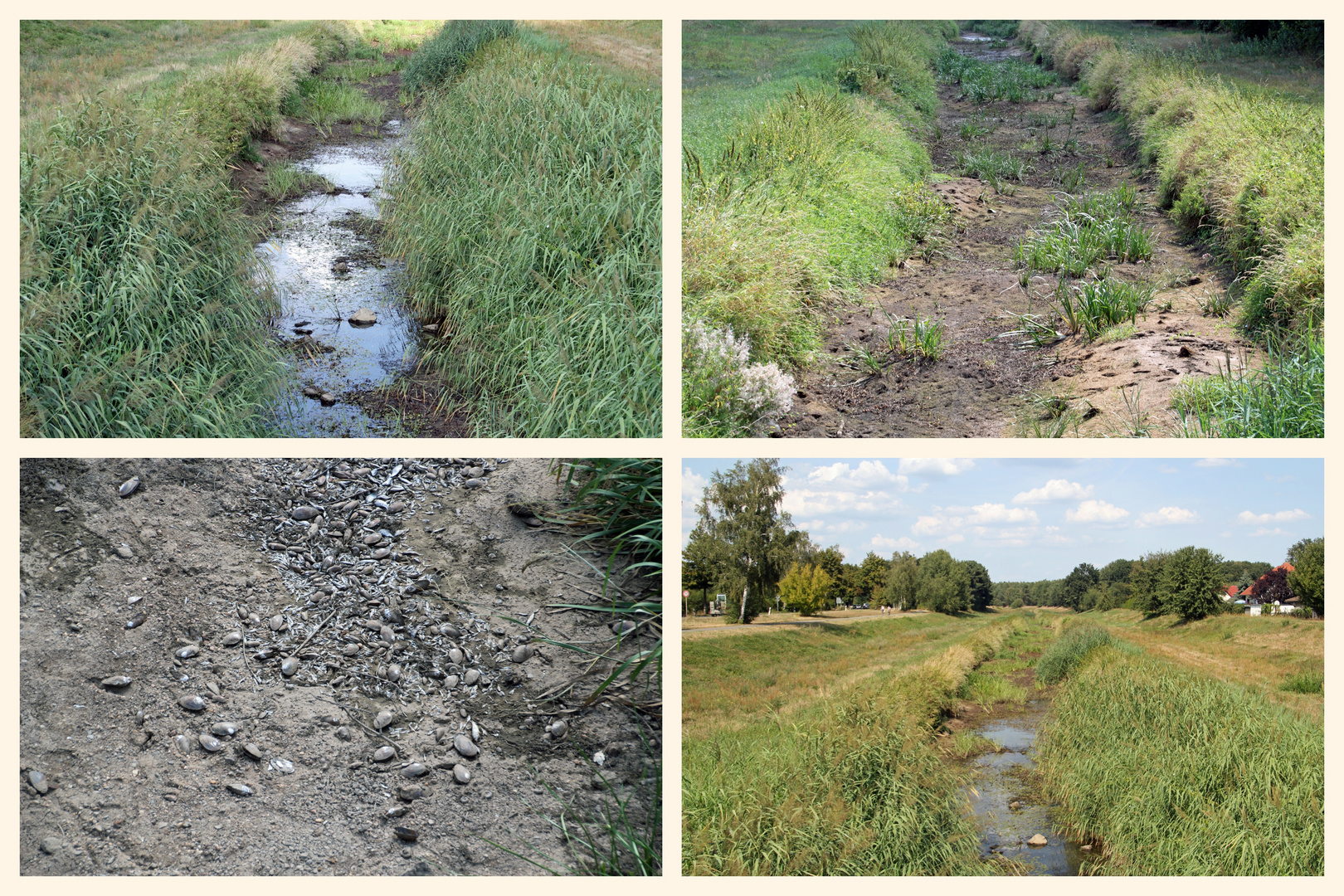 Die Schwarze Elster ohne Wasser