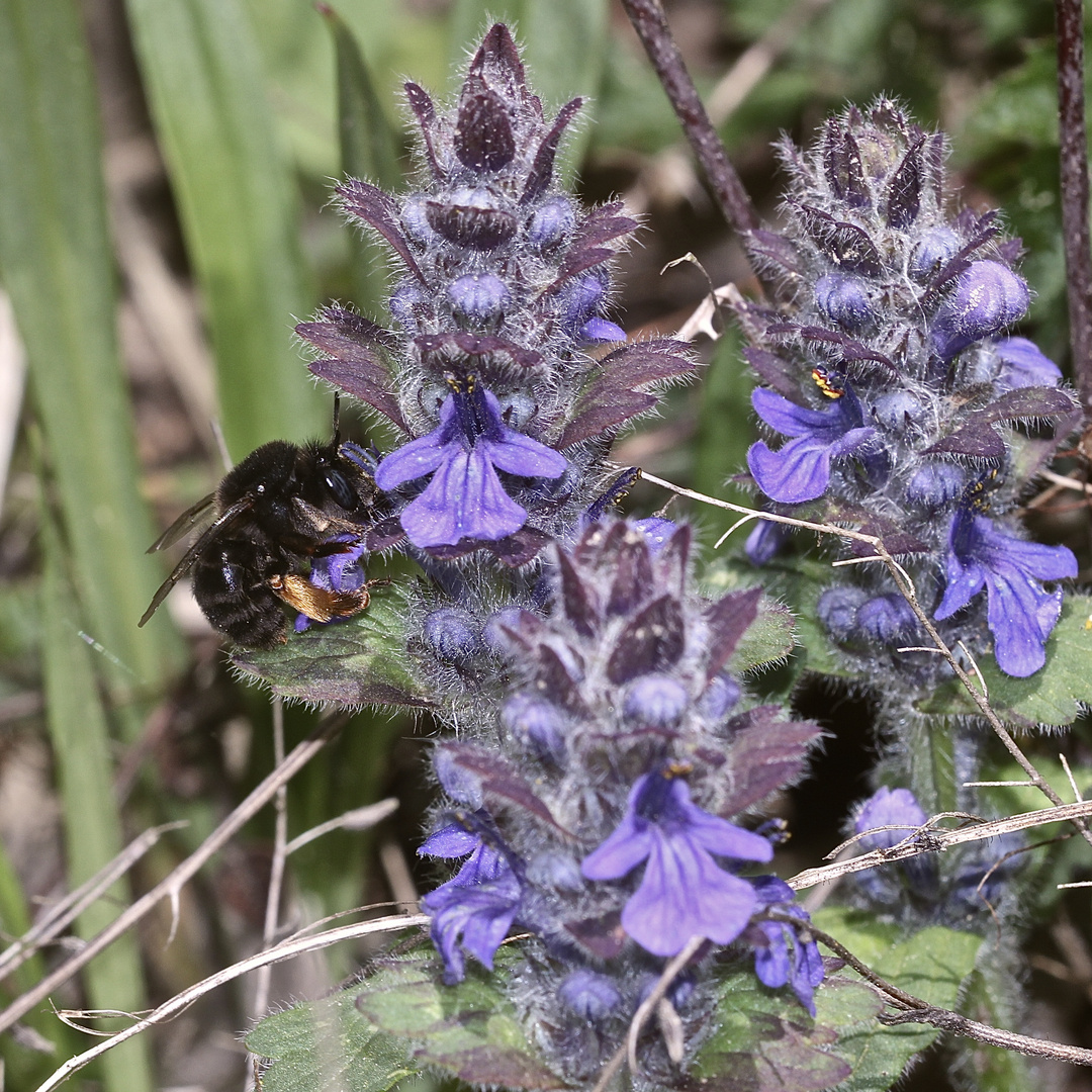 Die schwarze Form der Wildbiene ANTHOPHORA RETUSA (SOMMERPELZBIENE) ...