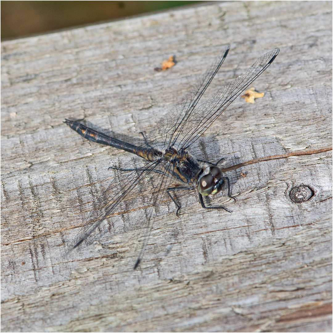 Die Schwarze Heidelibelle (Sympetrum danae) . . .