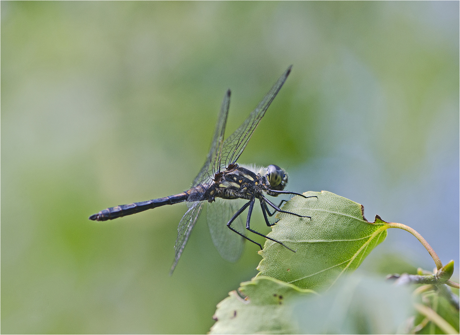 Die Schwarze Heidelibelle (Sympetrum danae) . . .