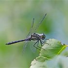 Die Schwarze Heidelibelle (Sympetrum danae) . . .