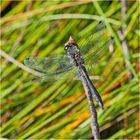 Die Schwarze Heidelibelle (Sympetrum danae) entdeckte . . .