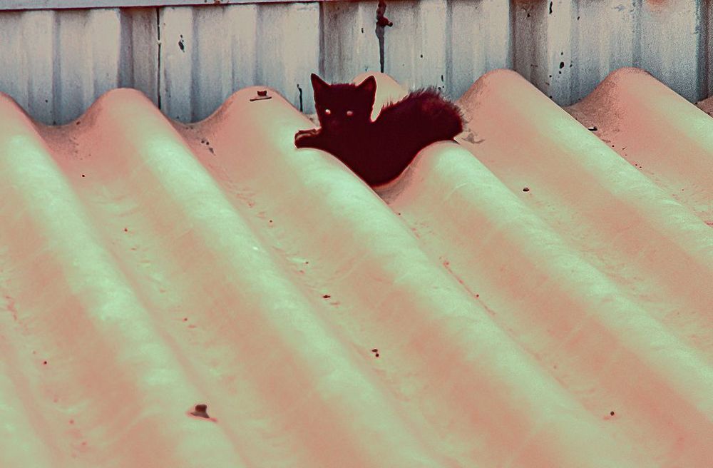 Die schwarze Katze auf dem heissem Dach...k-DSC_1575