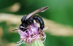 Die Schwarze Köhlersandbiene 