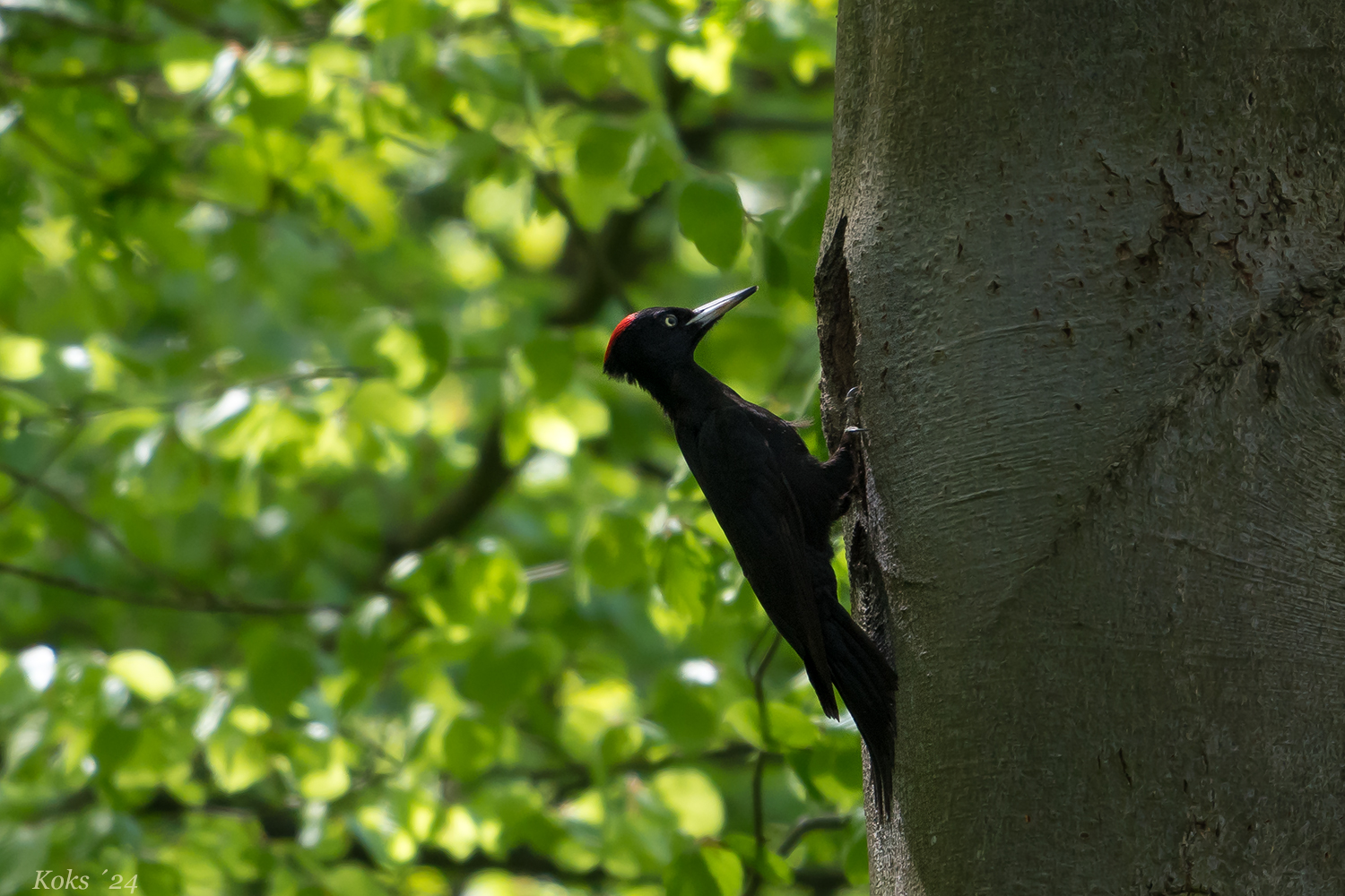 die schwarze Lady