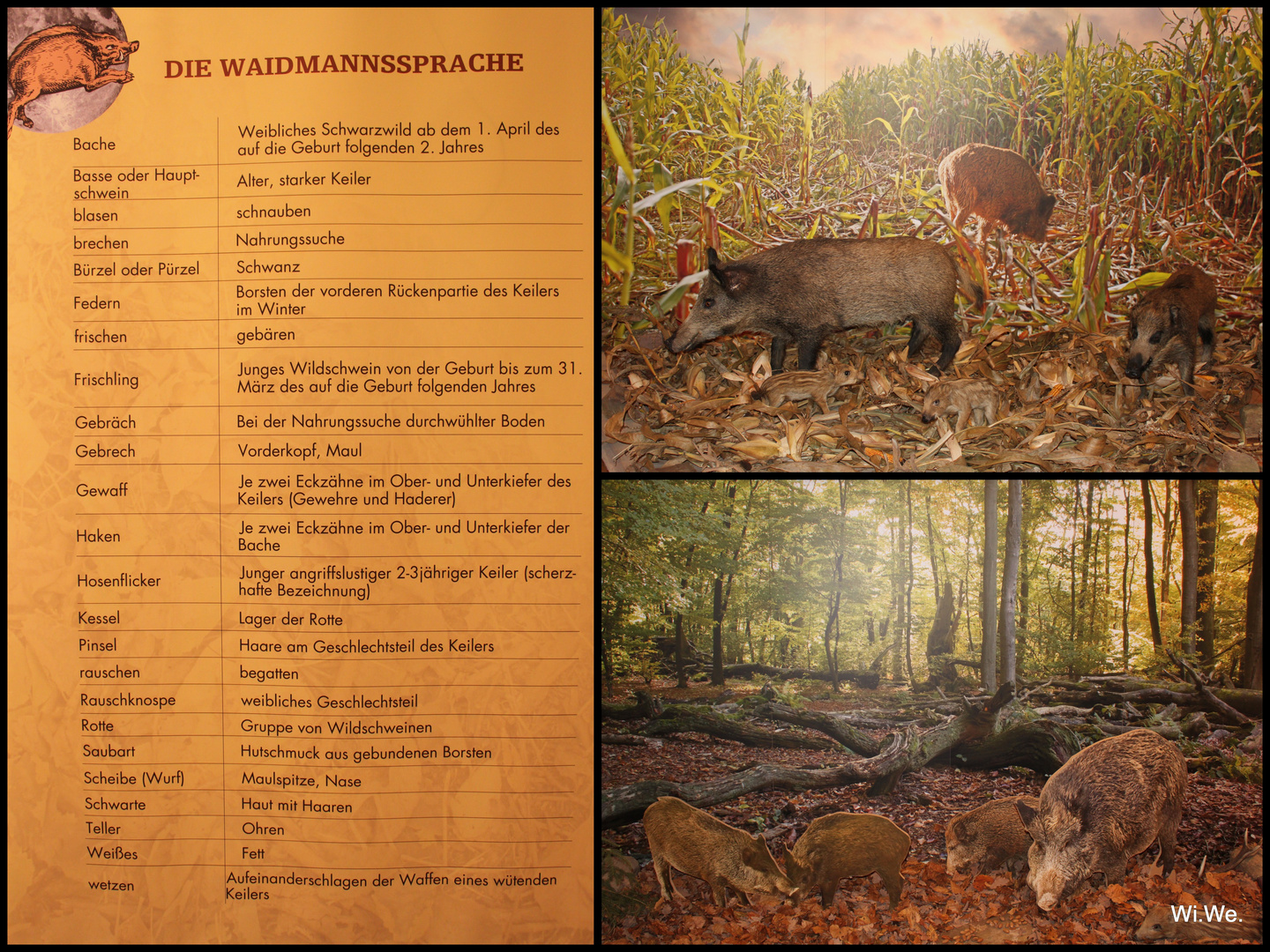 -Die Schwarze Macht... Wildschweine im Solling-