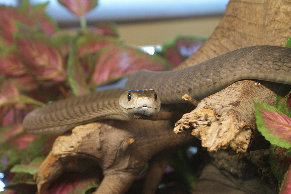 Die Schwarze Mamba Dendroaspis Polylepis Foto Bild Tiere Wildlife Amphibien Reptilien Bilder Auf Fotocommunity