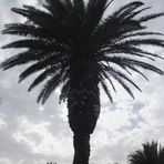 Die schwarze Palme...