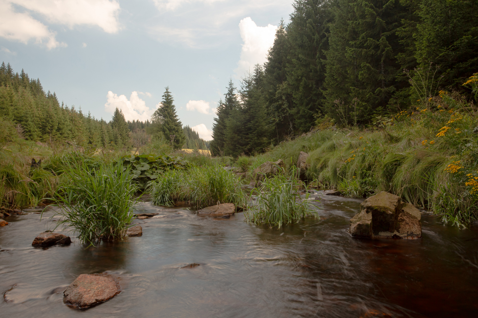 Die Schwarze Pockau im Schwarzwassertal