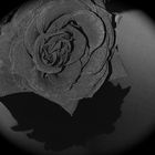 ... Die schwarze Rose ...