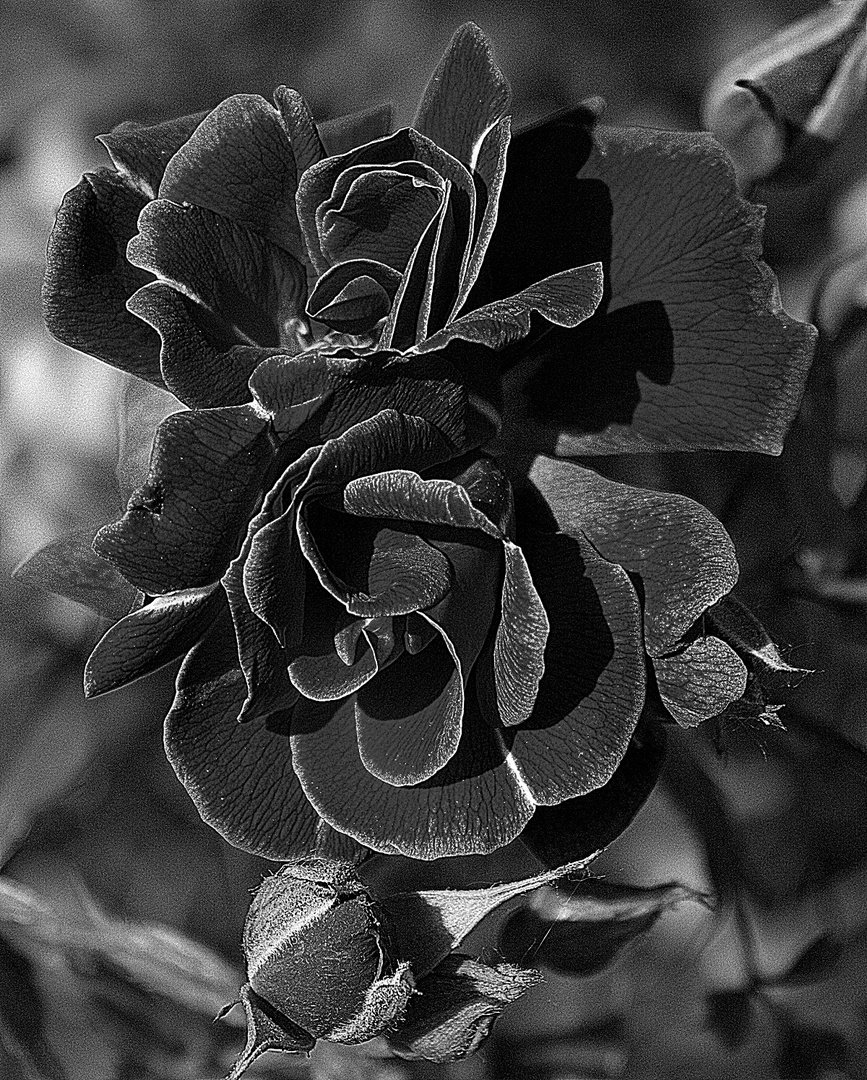 Die schwarze Rose